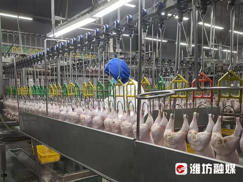 對(duì)外注冊(cè)量 濰坊食品 闖 世界